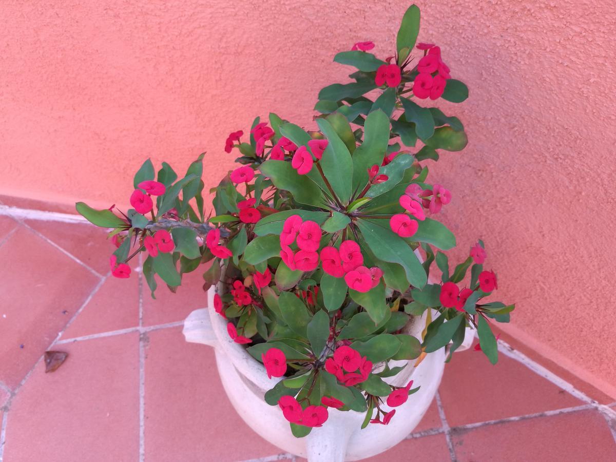 Country House Vignola Mare Aglientu Exterior foto